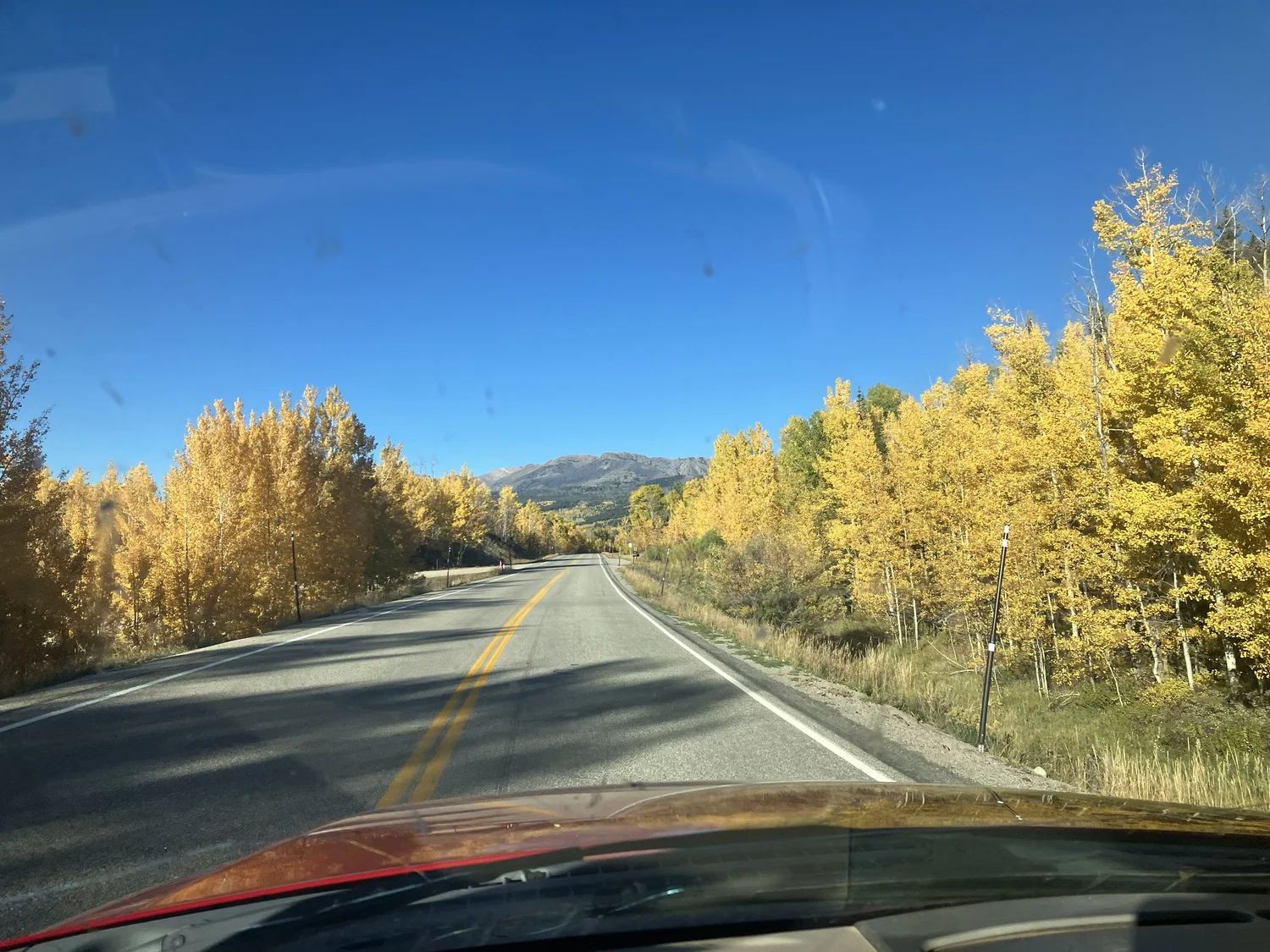 The road in, gold aspens