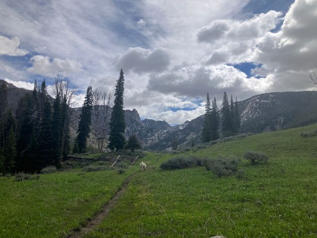 High meadow on the way in