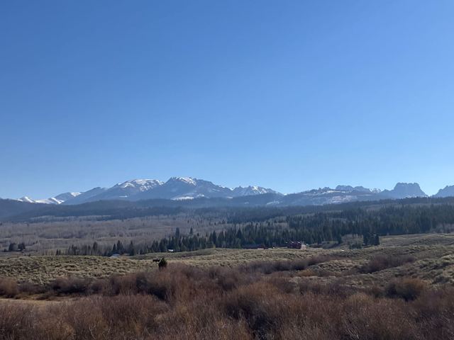 A moose in the sage, spring