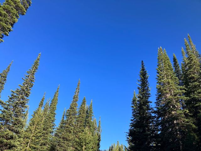 Lodgepole and sky