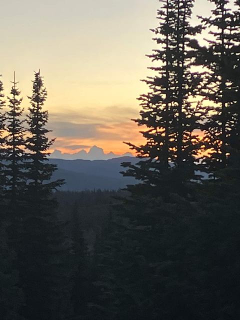 Sunset through the pines