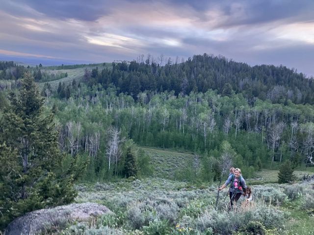 On the trail, aspens